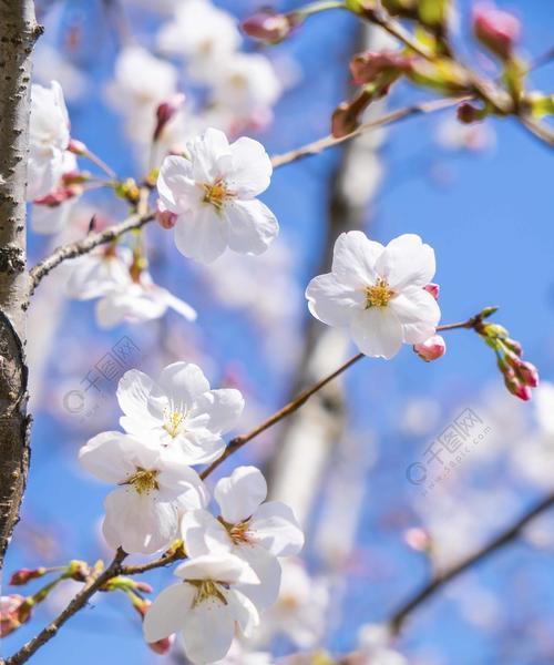 樱花的生肖象征及其意义（探寻樱花与生肖的奇妙关联）