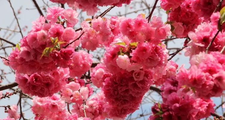 樱花之美（探寻樱花的花语与传说）
