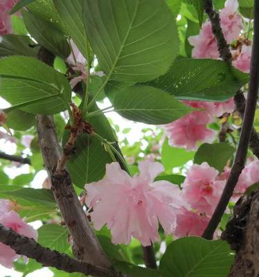 樱花的寓意与花语（浪漫而短暂的樱花季节——探索樱花的美丽与哲理）