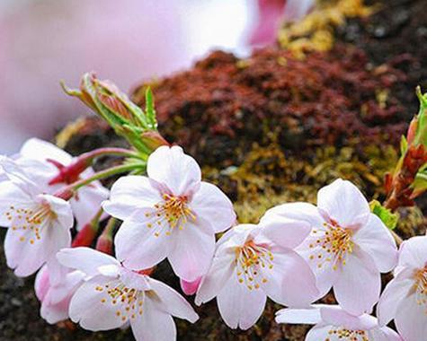 樱花花语与代表意义——美丽的花朵与生命的象征（探寻樱花的神秘语言）