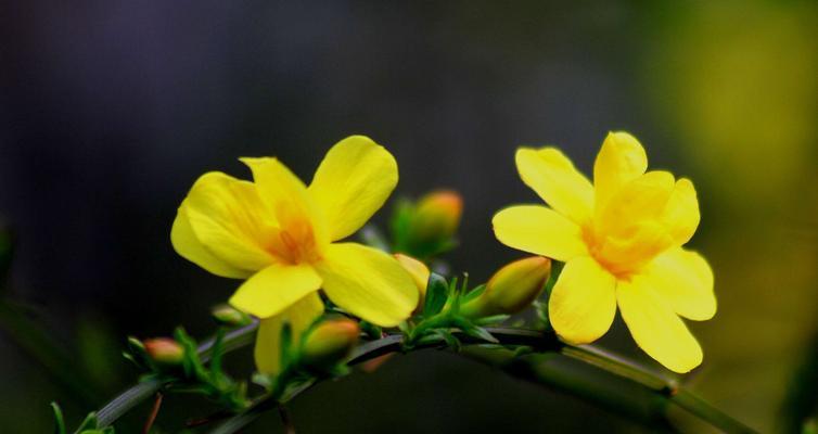 迎春花（迎春花的花语与传说故事）