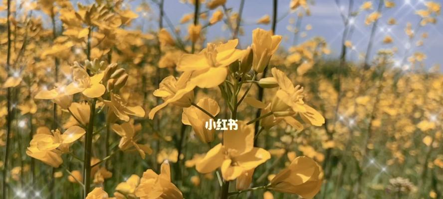 油菜花的花语与传说（探寻油菜花的寓意）