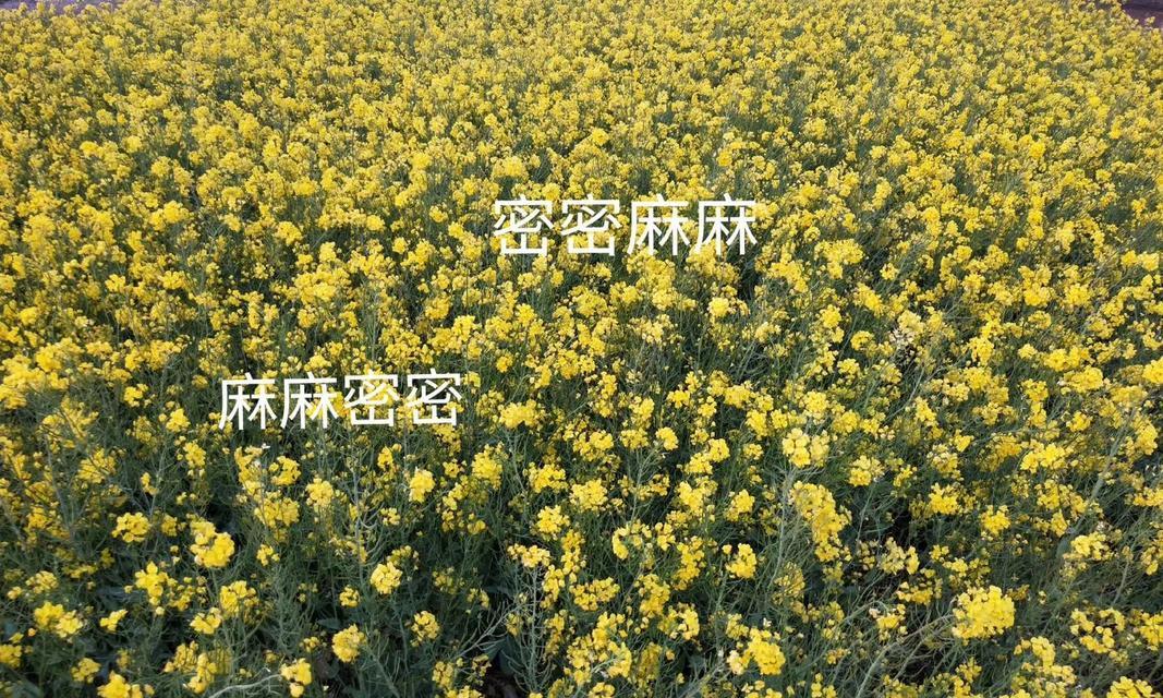 油菜花的花语与传说（探寻油菜花的寓意）