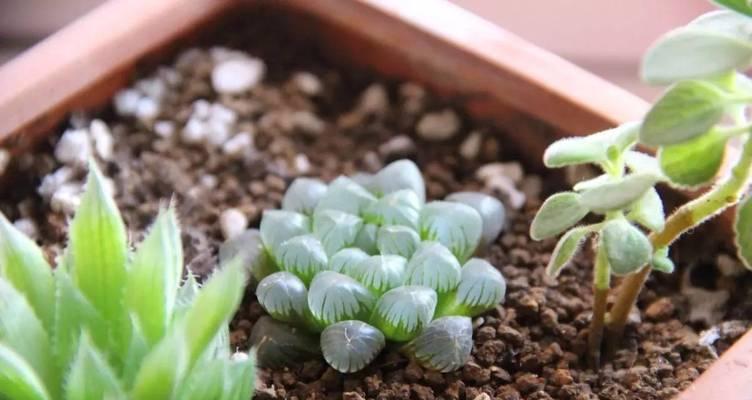 以玉露开花——寓意生命的焕发（生命的蓬勃与希望）