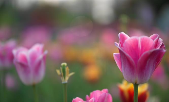 郁金香之花（传承永恒的美好情感）