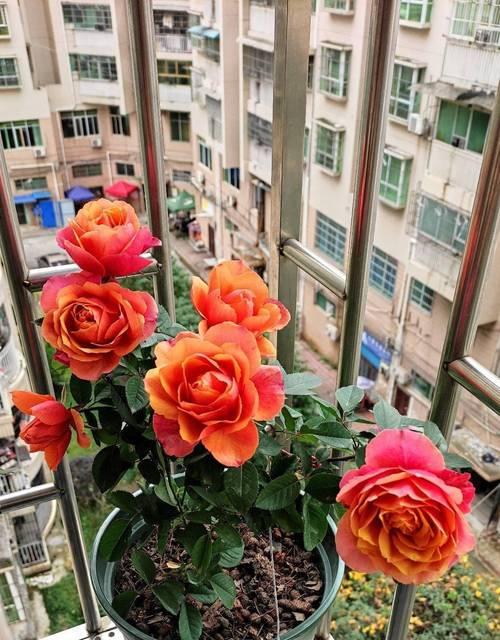 月季春化的意义及方法（探索月季春化过程中的关键步骤与技巧）