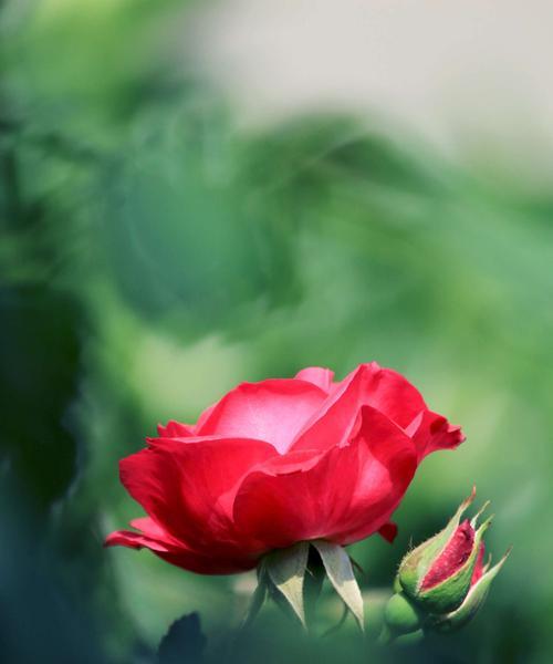 月季花之美（深入探索月季花的花语与魅力）