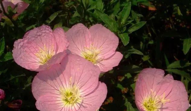 月见草——花香传说之魅力（传承千年的月见草花语）