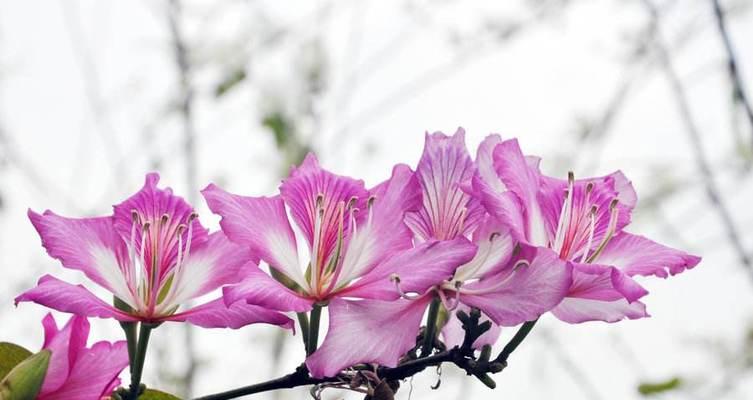 珠海市花——珍珠菊，寓意华丽繁盛（探秘珠海市花的花语与象征）