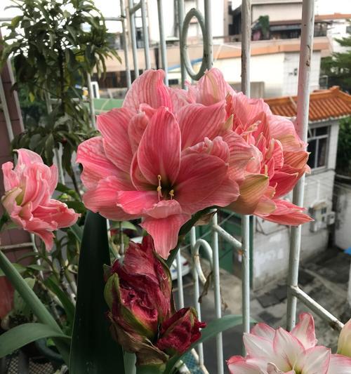 朱顶红花语与传说（探寻朱顶红花的历史传说与象征意义）