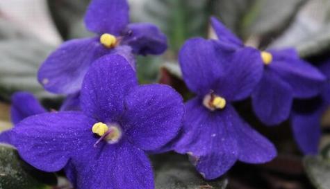紫罗兰花的象征意义及其美丽内涵（揭秘紫罗兰花的花语与文化底蕴）