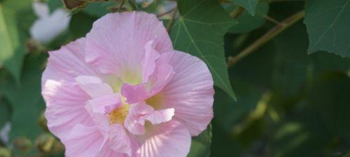 芙蓉花的花语与代表意义（探寻芙蓉花的美丽寓意与象征意义）
