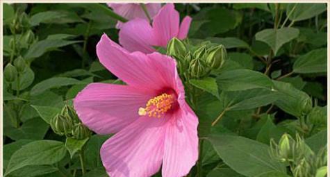 芙蓉花的花语与代表意义（探寻芙蓉花的美丽寓意与象征意义）