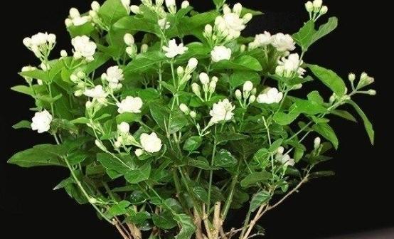茉莉花的美丽与象征（探寻茉莉花的神秘之美）