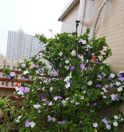 茉莉花的花语与送花意义（茉莉花的花语）