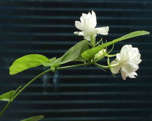 茉莉花的花语与送花意义（茉莉花的花语）