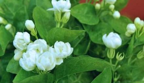 茉莉花花语与代表意义（解读茉莉花的花语和象征意义）