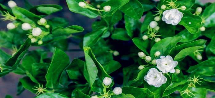 茉莉花花语与代表意义（解读茉莉花的花语和象征意义）