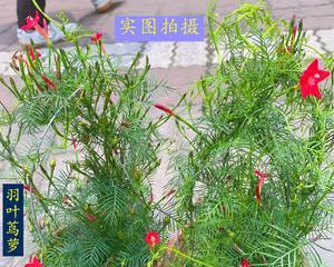 茑萝之美（以茑萝传递的花语和文化之美）