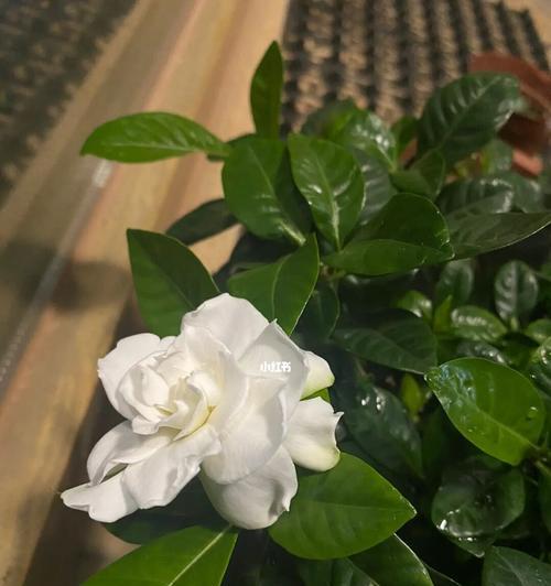 栀子花之养护心得（打造花园中的栀子花海）
