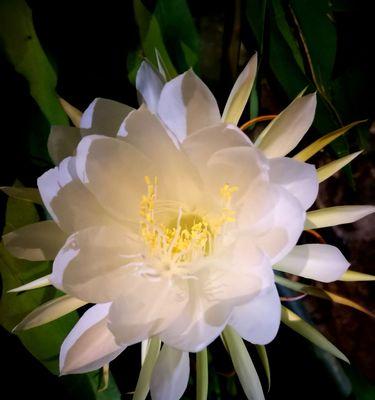 昙花开的预兆与象征意义（探寻昙花开放的奇迹及其潜在意义）