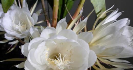 昙花开的预兆与象征意义（探寻昙花开放的奇迹及其潜在意义）