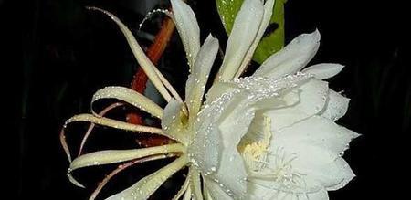 昙花开的预兆与象征意义（探寻昙花开放的奇迹及其潜在意义）