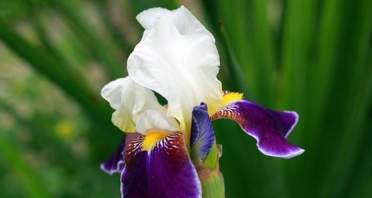 鸢尾花的花语（鸢尾花花语与生活中的意义）