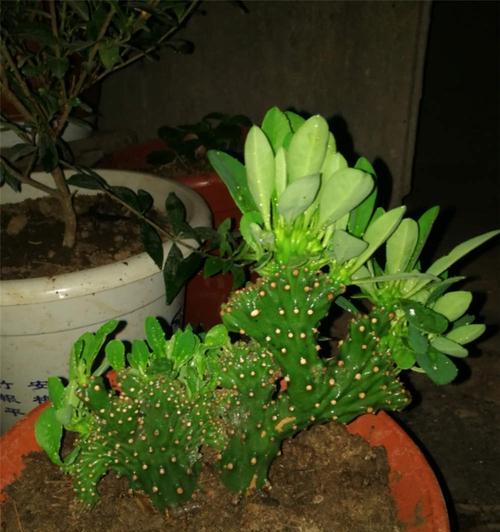 麒麟掌花语与寓意（探寻麒麟掌花语之美）