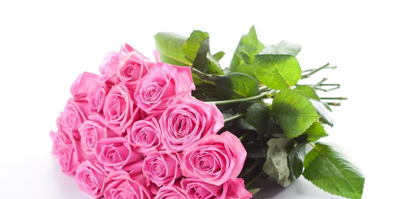 26朵玫瑰花语的浪漫寓意（解读26朵玫瑰花语）