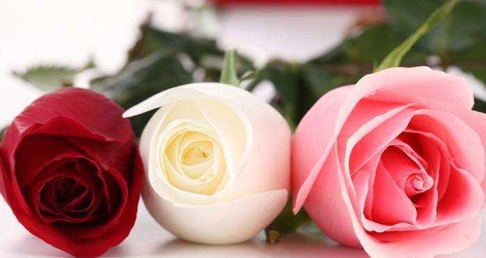 42朵玫瑰花花语的意义及象征（传递爱情与感激之情的最佳方式）