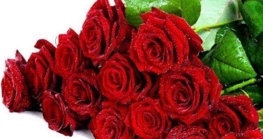 浪漫之语——97朵玫瑰花花语的深意（爱情、浪漫、永恒）