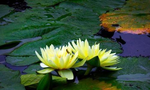 澳门市花莲花的象征意义(探寻莲花的文化魅力) 澳门市花莲花的象征意义(探寻莲花的文化魅力)