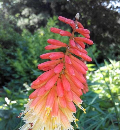 澳门市花莲花的象征意义(探寻莲花的文化魅力) 澳门市花莲花的象征意义(探寻莲花的文化魅力)