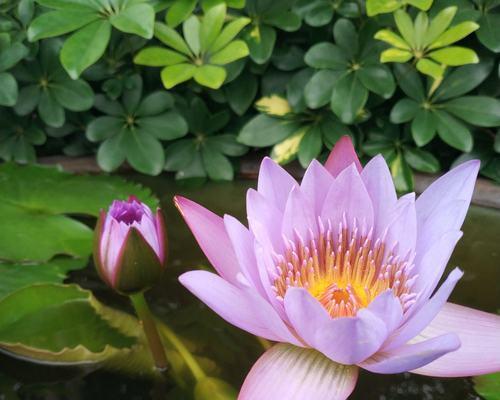 澳门市花莲花的象征意义(探寻莲花的文化魅力) 澳门市花莲花的象征意义(探寻莲花的文化魅力)