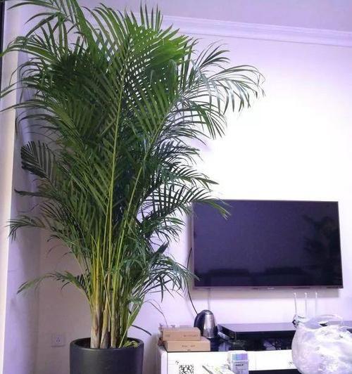 芭蕉的风水寓意与摆放位置（芭蕉的绿色生命之美与家居风水的完美结合）