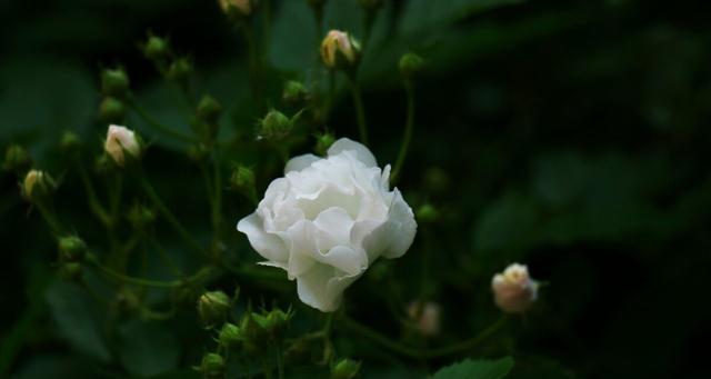 白蔷薇花语的意义与传承（探寻白蔷薇花语的深层内涵与象征意义）