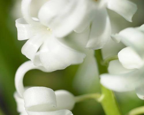 白色风信子花语之纯洁与希望（白色风信子的美丽寓意与传承）