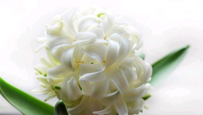 白色风信子花语之纯洁与希望（白色风信子的美丽寓意与传承）