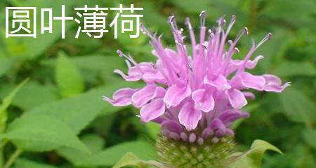 薄荷叶的花语与寓意（清新的气息与心灵的平静）