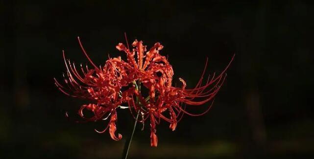 彼岸花的花语与意义（揭示彼岸花的神秘花语）
