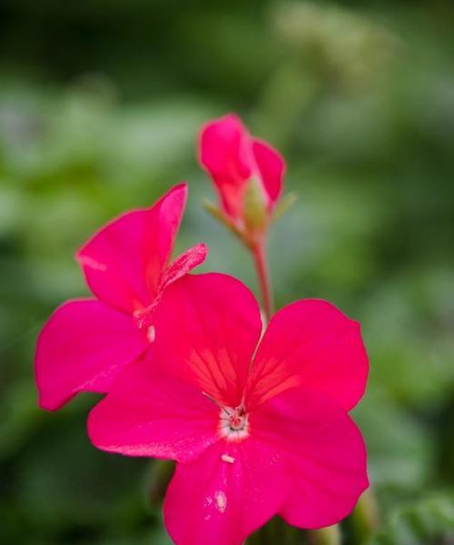 以花语代表诚实，用花来传递真实的力量（通过花语传递的诚实与真实情感）