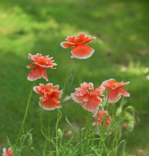 憧憬的花——美丽的憧憬（花开时）