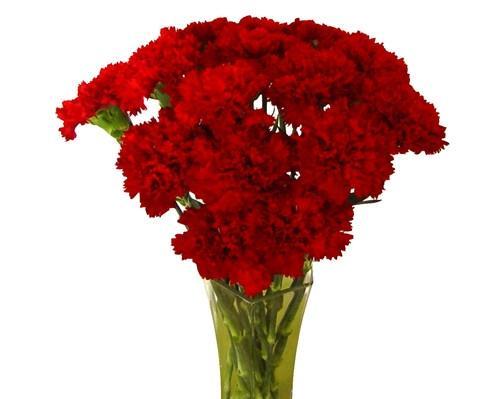 恭喜的花语及其象征意义（以花朵表达喜庆和祝福的深刻含义）
