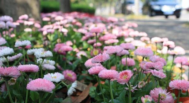 小雏菊的生长周期及花期长短详解（从发芽到开花）