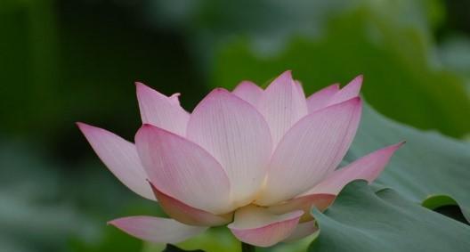 莲花的象征与寓意（揭示莲花的美丽内涵和文化意义）