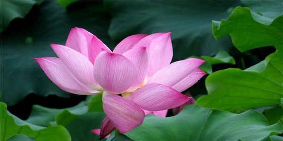 莲花的象征与寓意（揭示莲花的美丽内涵和文化意义）