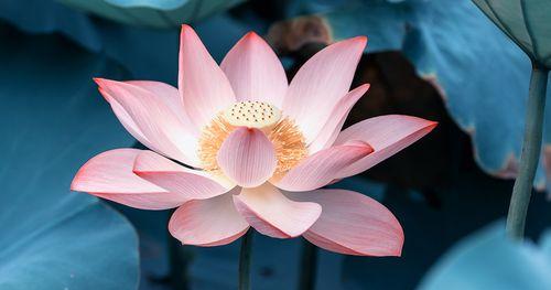 以莲花花语代表什么意思（深入探究莲花所象征的美好与力量）