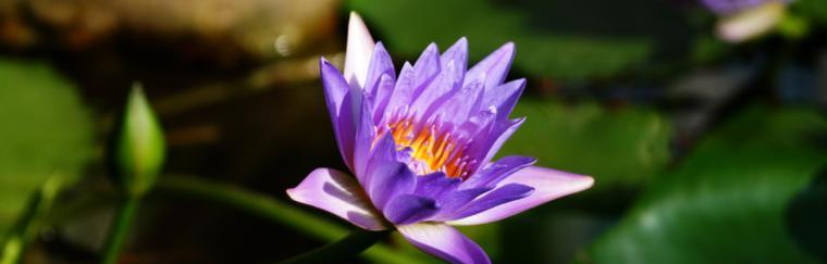 以莲花花语代表什么意思（深入探究莲花所象征的美好与力量）