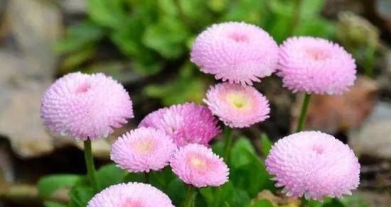 怎样培育长长的雏菊花？